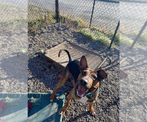 Medium Photo #2 Mutt Puppy For Sale in Elmsford, NY, USA
