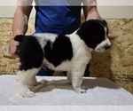 Small #4 Central Asian Shepherd Dog