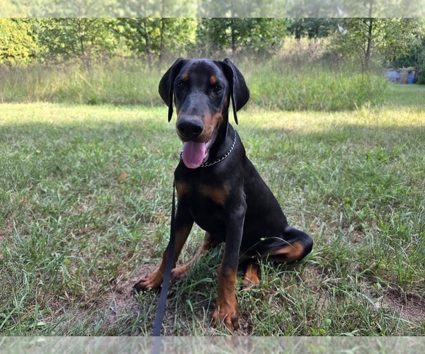 Medium Photo #11 Doberman Pinscher Puppy For Sale in WARSAW, IN, USA