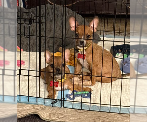 Medium Photo #5 Chihuahua-Unknown Mix Puppy For Sale in San Diego, CA, USA