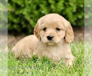 Golden Retriever Puppy for sale in STRASBURG, PA, USA