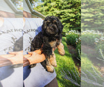 Small #2 Bernedoodle (Miniature)