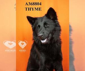 Siberian Husky-Unknown Mix Dogs for adoption in Stockton, CA, USA