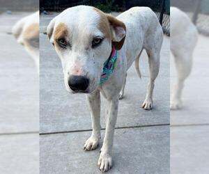American Pit Bull Terrier-Unknown Mix Dogs for adoption in Tulsa, OK, USA