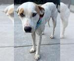 Small American Pit Bull Terrier Mix