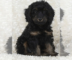 Puppy Teddy Goldendoodle