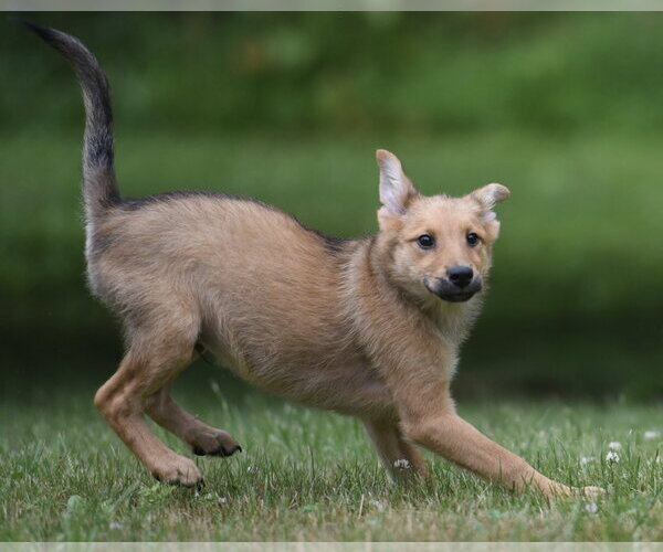Medium Photo #2 German Shepherd Dog-Retriever  Mix Puppy For Sale in Mechanicsburg, PA, USA