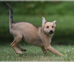 Small #1 German Shepherd Dog-Retriever  Mix