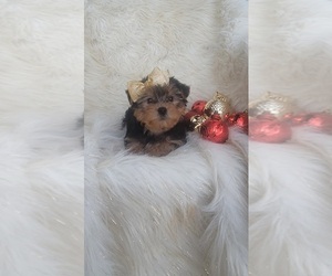 Yorkshire Terrier Puppy for sale in INDIANAPOLIS, IN, USA