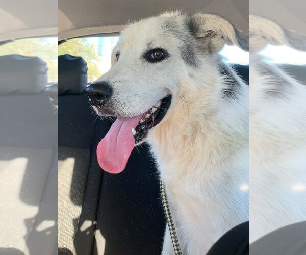 Medium Photo #7 Great Pyrenees-Unknown Mix Puppy For Sale in Flower Mound, TX, USA