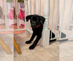 Small #2 Labrador Retriever Mix