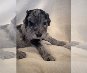 Medium Schnoodle (Giant)