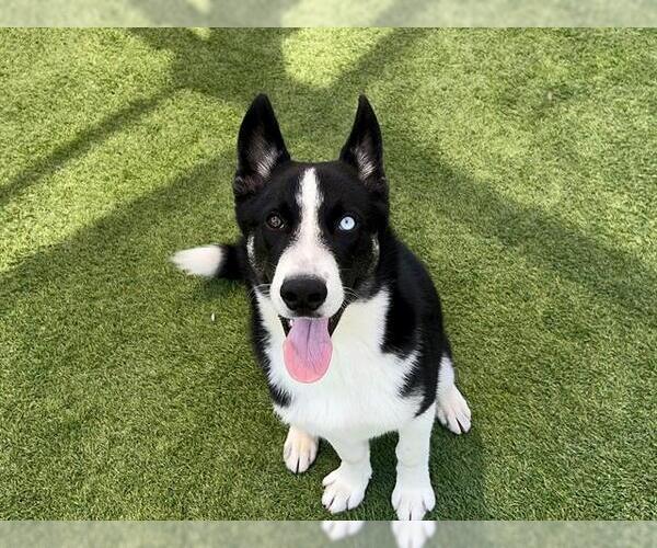 Medium Photo #1 Siberian Husky-Unknown Mix Puppy For Sale in Orange, CA, USA