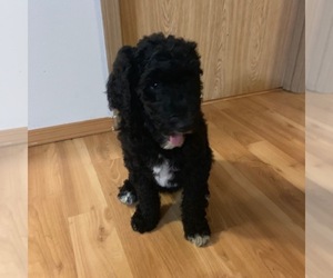 Double Doodle Puppy for sale in ARLINGTON, WA, USA