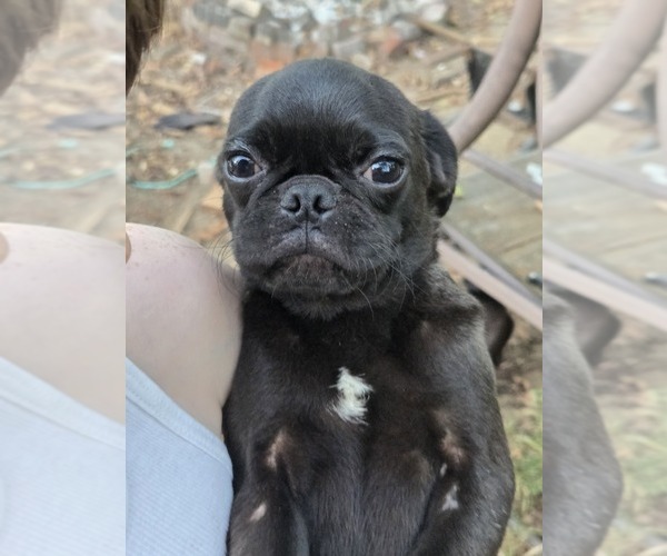 Medium Photo #3 Pug Puppy For Sale in HILLSDALE, MI, USA