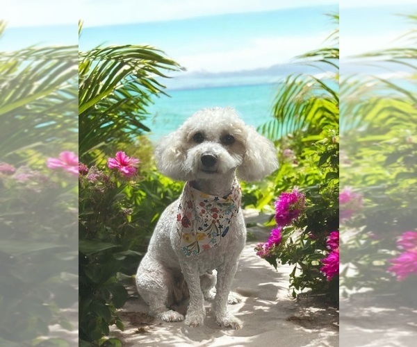Medium Photo #1 Poochon Puppy For Sale in MOUNT PLEASANT, TX, USA