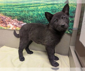 Chow Chow-Unknown Mix Dogs for adoption in Moreno Valley, CA, USA