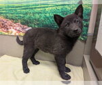 Small Chow Chow Mix