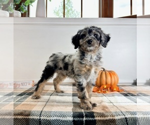 Bernedoodle (Miniature) Puppy for sale in GREENFIELD, IN, USA