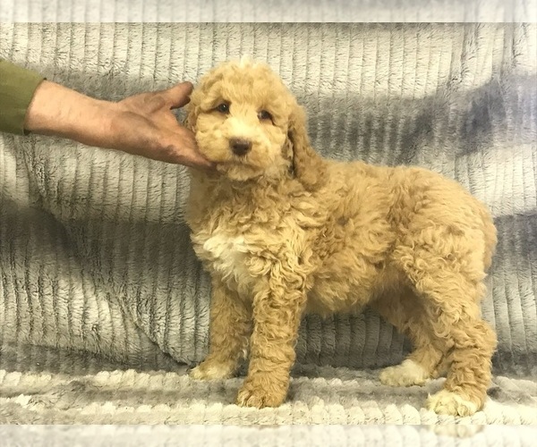 Medium Photo #13 Poodle (Standard) Puppy For Sale in CHETEK, WI, USA