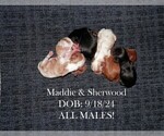 Small Cavalier King Charles Spaniel