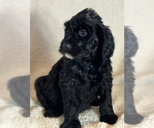 Medium Photo #6 Double Doodle Puppy For Sale in GREENFIELD, IN, USA
