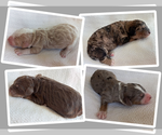 Small Photo #1 Bernedoodle Puppy For Sale in HUDSONVILLE, MI, USA