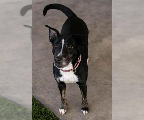 Medium Photo #3 Bull Terrier-Unknown Mix Puppy For Sale in Baytown, TX, USA