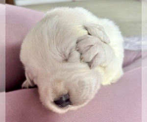 Maremma Sheepdog Puppy for Sale in LECOMPTON, Kansas USA