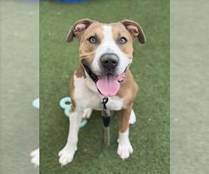 *OCEAN TIDE - Male Mutt Dog for Adoption - Photo #4