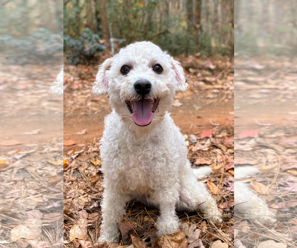 Medium Photo #1 Poodle (Miniature) Puppy For Sale in Arlington, VA, USA