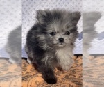 Small Photo #4 Pomeranian Puppy For Sale in PORTLAND, ME, USA