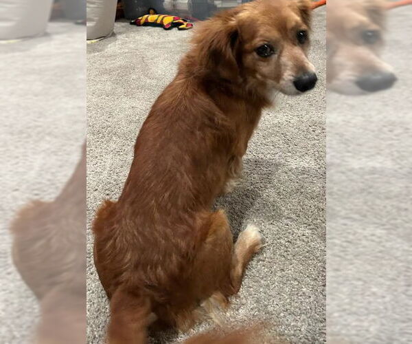 Medium Photo #3 Cocker Spaniel-Dachshund Mix Puppy For Sale in San Diego, CA, USA