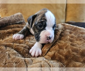 Medium Boxer