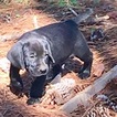 Small Photo #13 Goldmaraner Puppy For Sale in VALDOSTA, GA, USA
