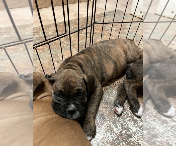 Medium Photo #17 Boxer Puppy For Sale in COWETA, OK, USA