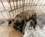 Small Photo #17 Boxer Puppy For Sale in COWETA, OK, USA