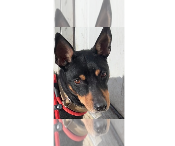 Medium Photo #3 Chihuahua-Unknown Mix Puppy For Sale in Brewster, NY, USA
