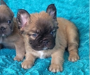 French Bulldog Puppy for Sale in LAS VEGAS, Nevada USA