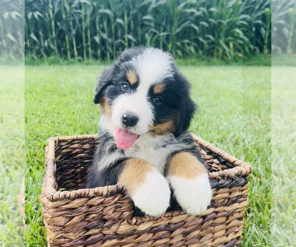 Medium Photo #6 Bernedoodle (Miniature) Puppy For Sale in GORDONVILLE, PA, USA