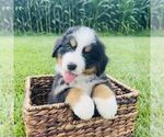 Small #5 Bernedoodle (Miniature)