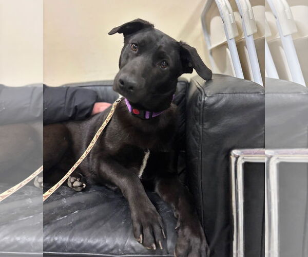 Medium Photo #4 Labrador Retriever-Unknown Mix Puppy For Sale in GILBERTS, IL, USA