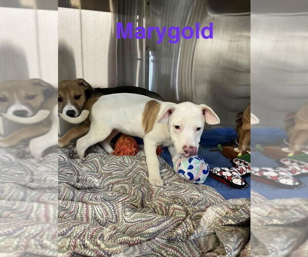 Medium Photo #4 Mutt Puppy For Sale in Foristell, MO, USA