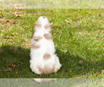 Small Photo #6 Cocker Spaniel Puppy For Sale in NAPPANEE, IN, USA