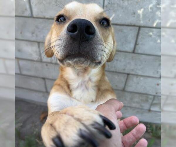 Medium Photo #4 Labbe Puppy For Sale in Camarillo, CA, USA