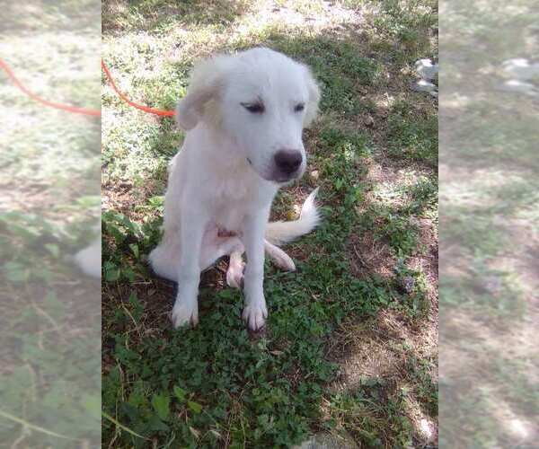 Medium Photo #2 Great Pyrenees Puppy For Sale in Spring, TX, USA