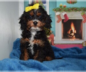 Cavapoo Puppy for sale in BARNESVILLE, KS, USA