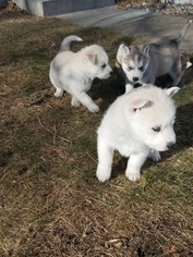 Siberian Husky Puppy for sale in ALBION, NE, USA