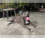 Small American Pit Bull Terrier