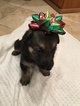 Small Photo #14 German Shepherd Dog Puppy For Sale in QUINCY, IL, USA